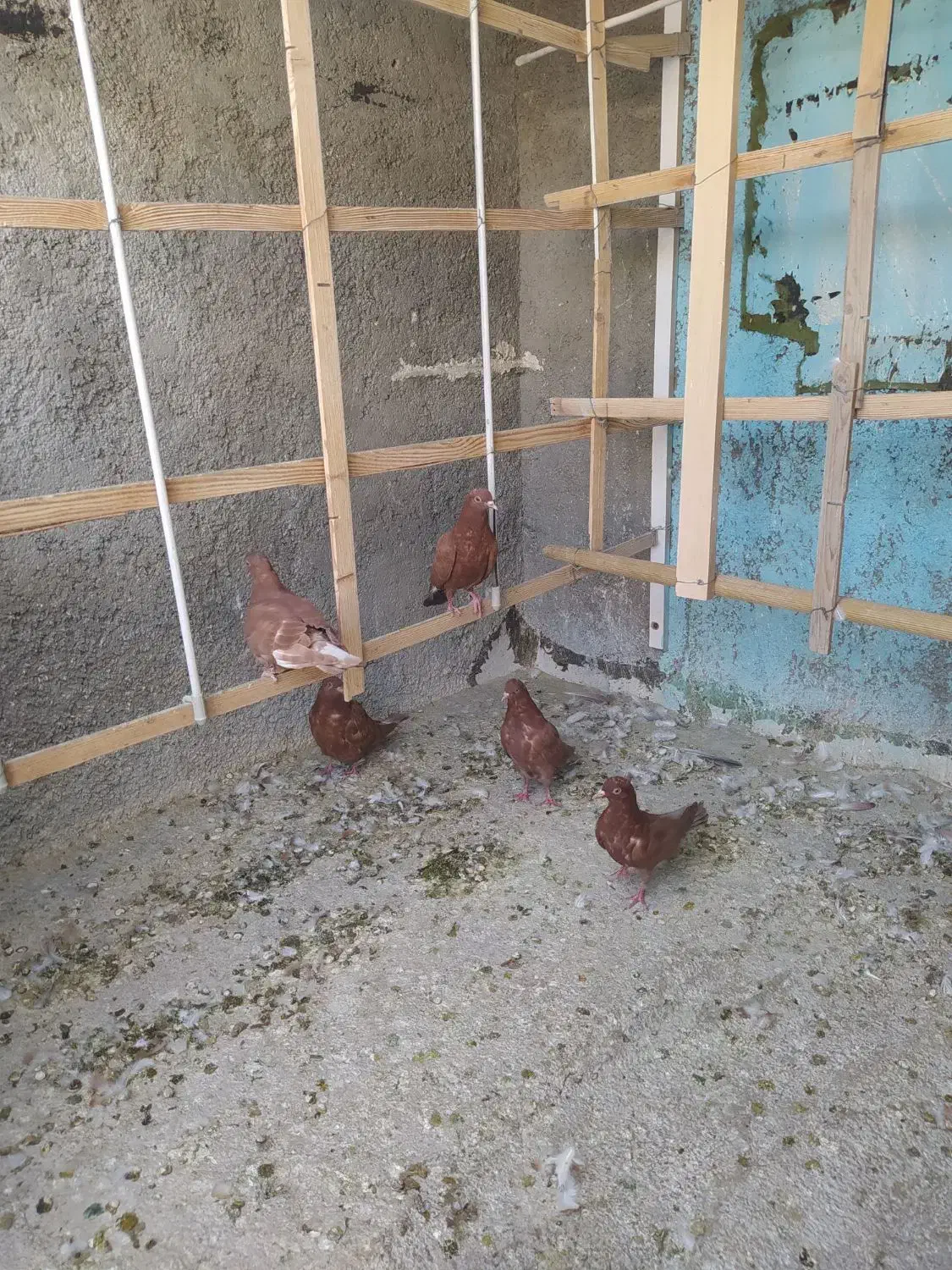 کفترانگلیسی اصل وتهرانی|پرنده|ملارد, |دیوار