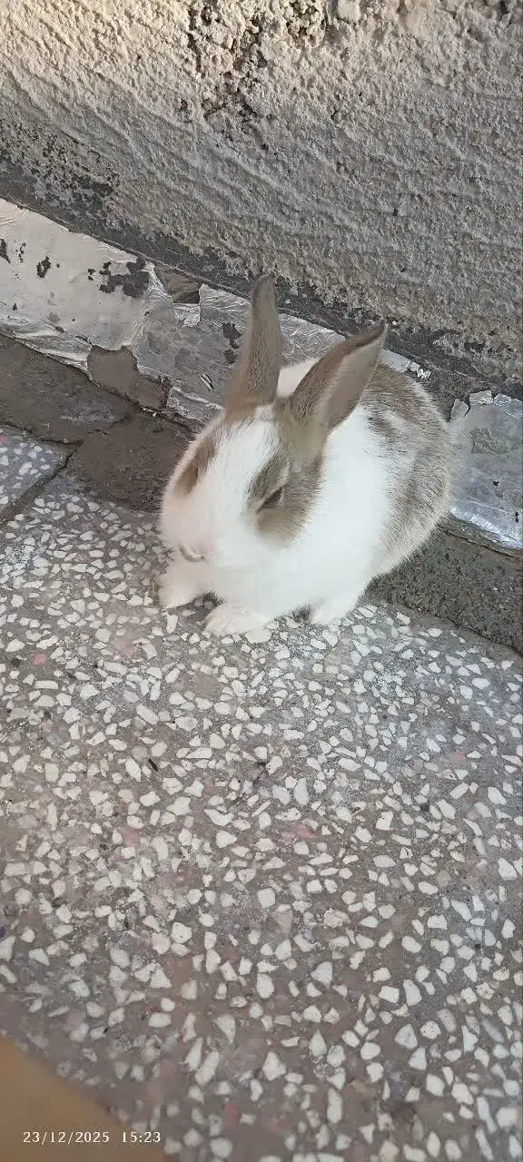 خرگوش|موش و خرگوش|گناباد, |دیوار