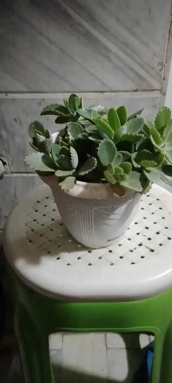 چند عدد گلدان به همراه گل فروخته میشود|گل و گیاه طبیعی|قم, پردیسان|دیوار