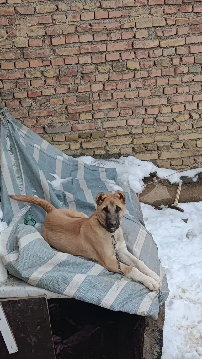 سگی|سگ|مرند, |دیوار