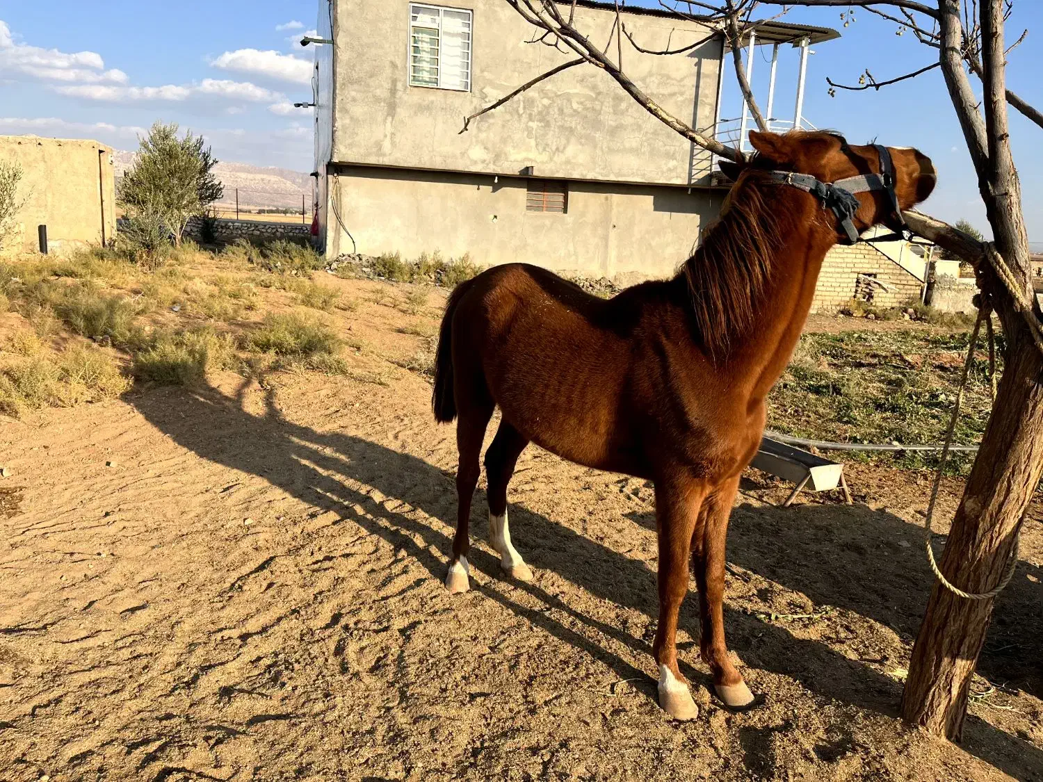 فروش اسب مادیون|اسب و تجهیزات اسب‌سواری|کوهدشت, |دیوار