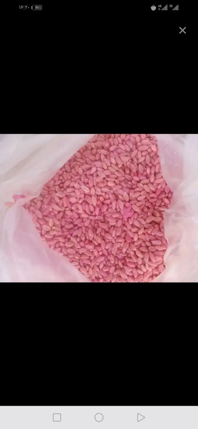 گندم|خدمات باغبانی و درختکاری|مهاباد (آذربایجان غربی), |دیوار