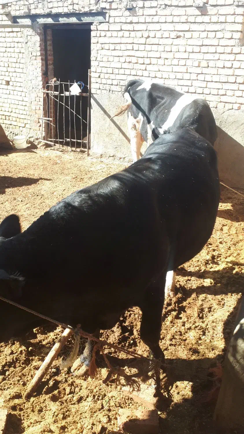 گاو نر|حیوانات مزرعه|گل تپه, |دیوار