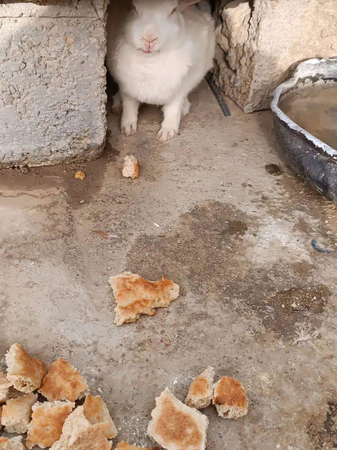 خرگوش|موش و خرگوش|زابل, |دیوار
