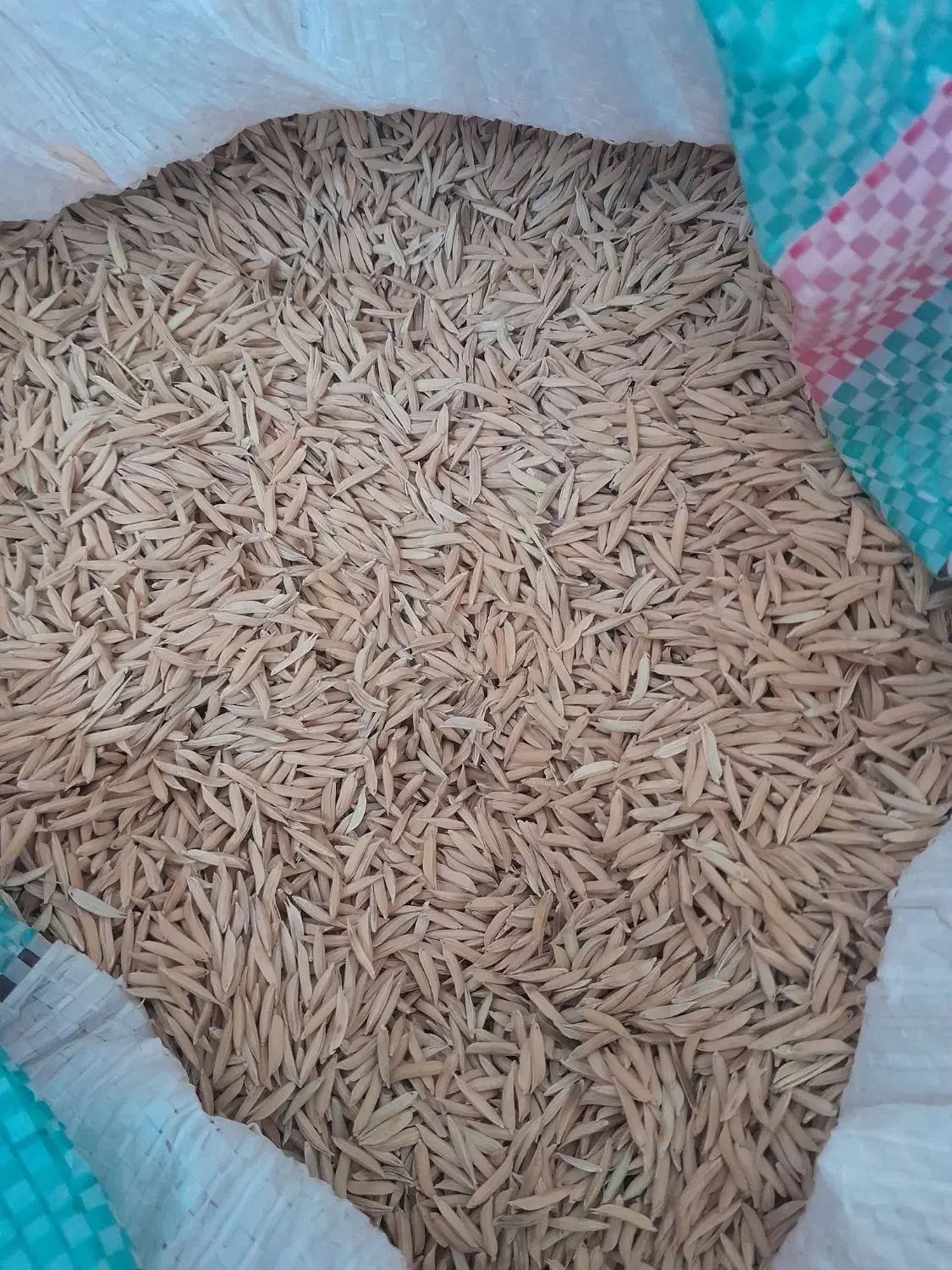 شالی فجر|گل و گیاه طبیعی|رامیان, |دیوار