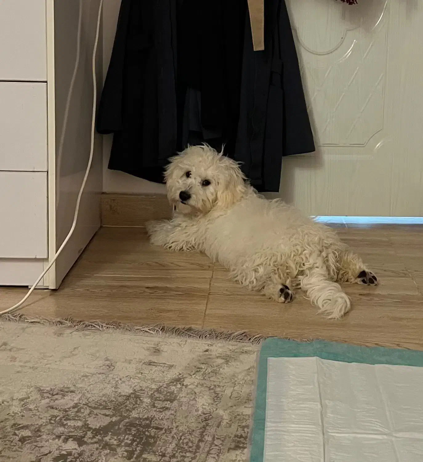 سگ تریر|سگ|رشت, پل تالشان|دیوار