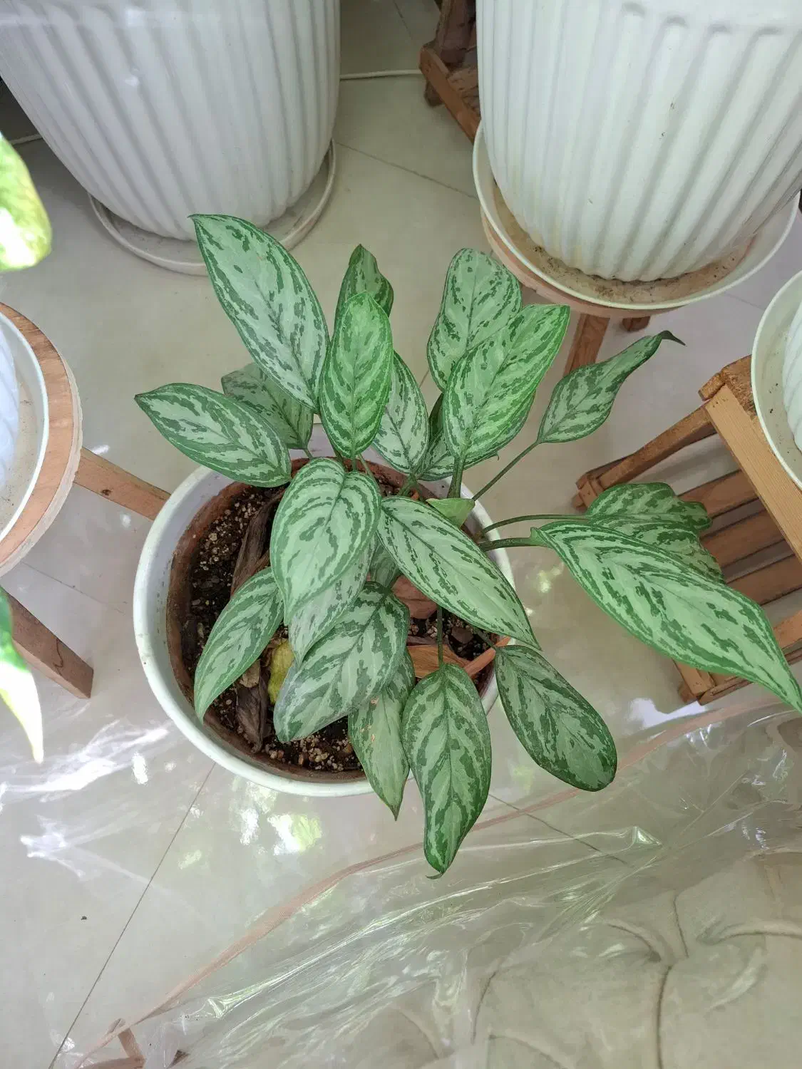 گل طبیعی|گل و گیاه طبیعی|آشخانه, |دیوار