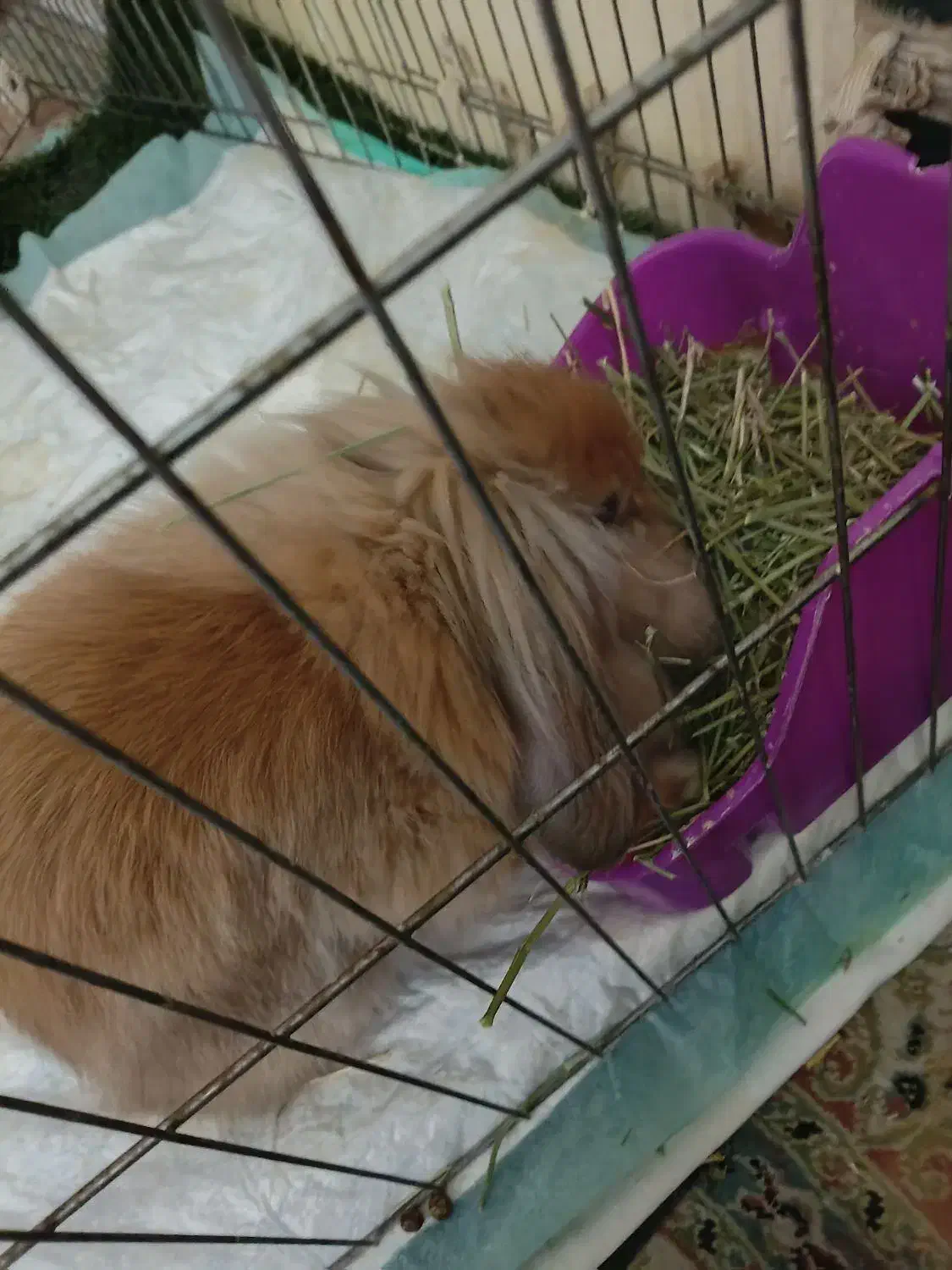 خرگوش لپ|موش و خرگوش|تهران, والفجر (افسریه)|دیوار