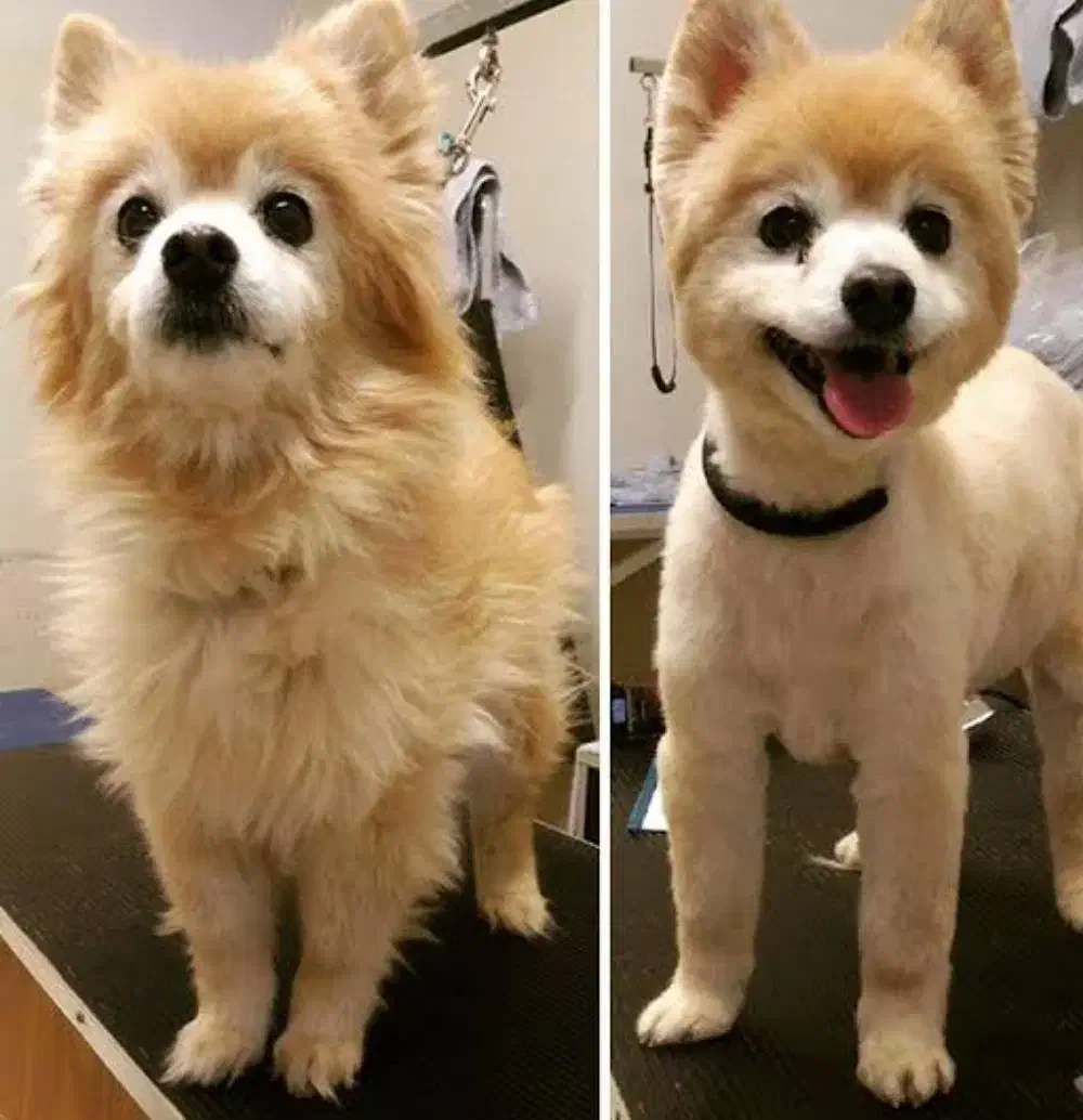 اصلاح و شستشو سگ و گربه|خدمات پیشه و مهارت|زنجان, |دیوار