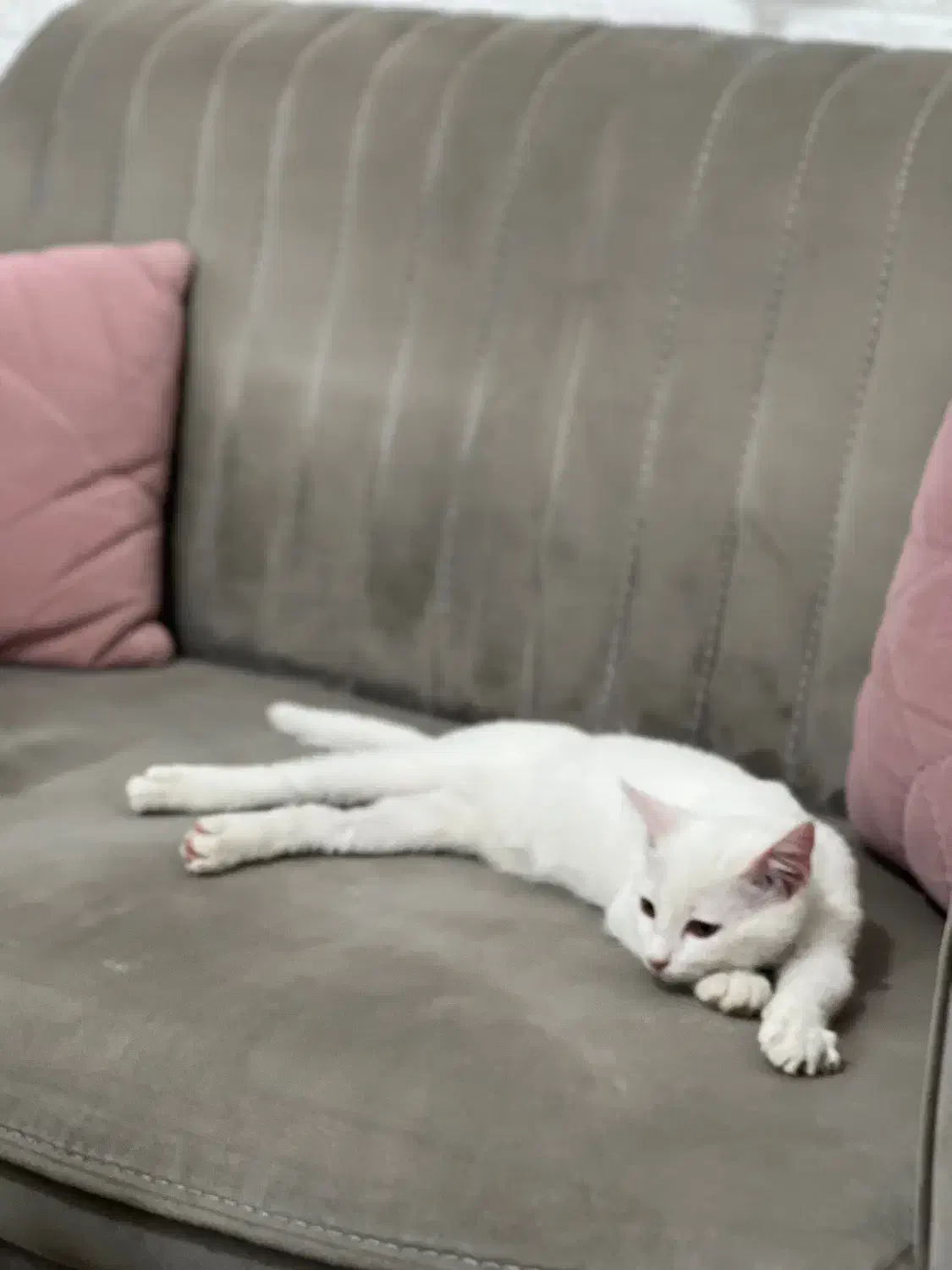 واگذاری گربه سفید|گربه|کرمانشاه, |دیوار