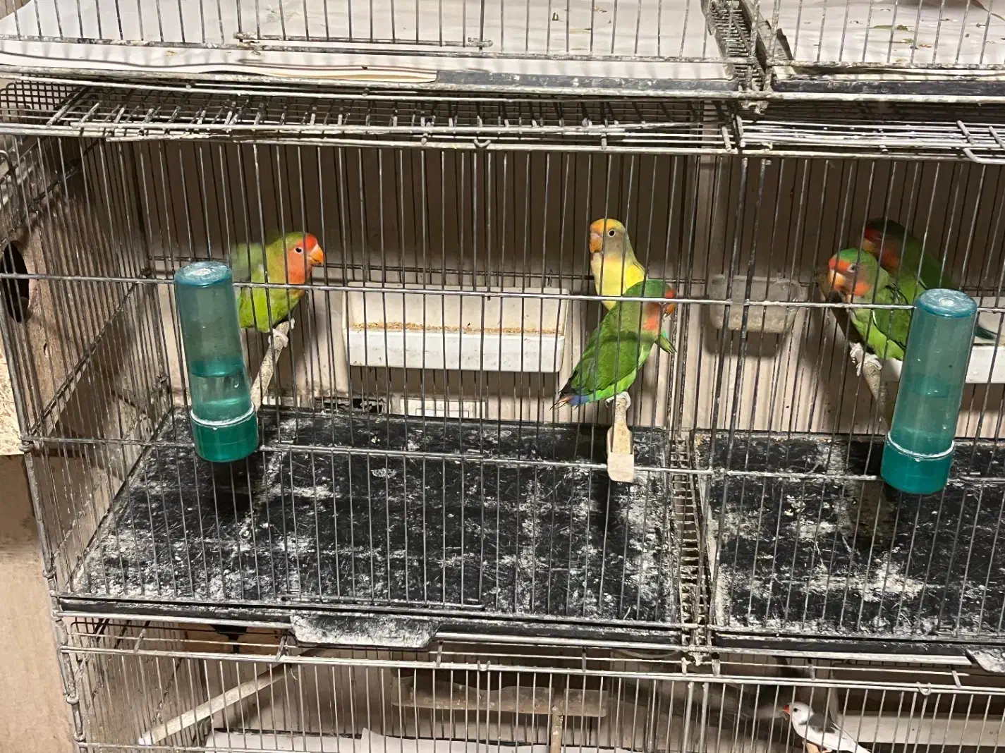 طوطی کوتوله|پرنده|تهران, امین حضور|دیوار