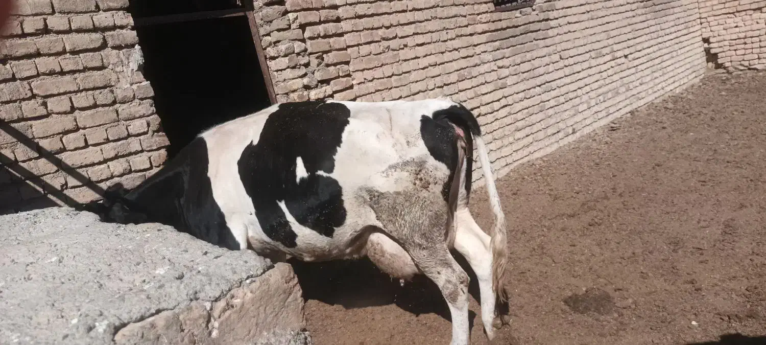 گاوشیری اصل باگوساله|حیوانات مزرعه|شازند, |دیوار