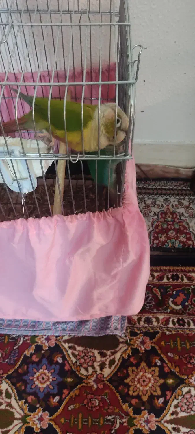 گیرنچک مولد۱۰۰دصد|پرنده|شاهین‌شهر, شهرک میلاد|دیوار