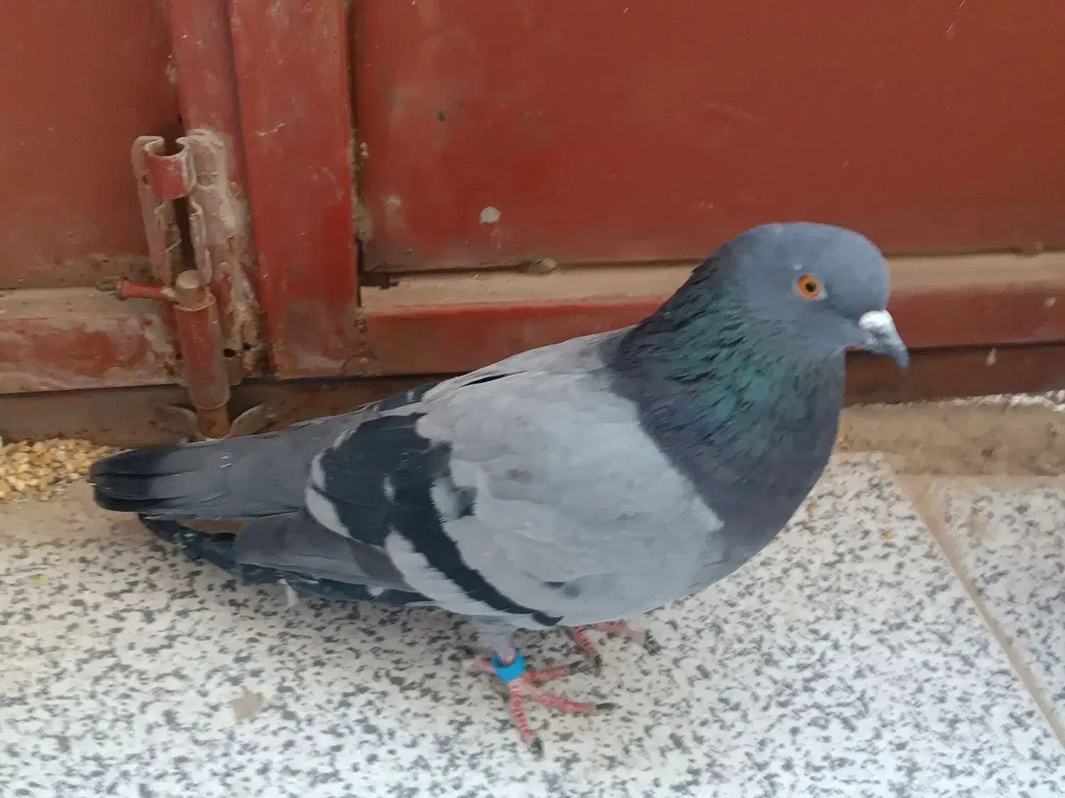 کبوتر|پرنده|ایوان, |دیوار