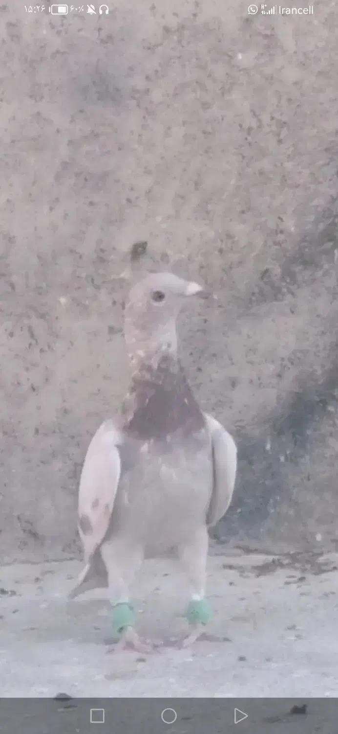 جوجه مسجدی روشن|پرنده|گراش, |دیوار