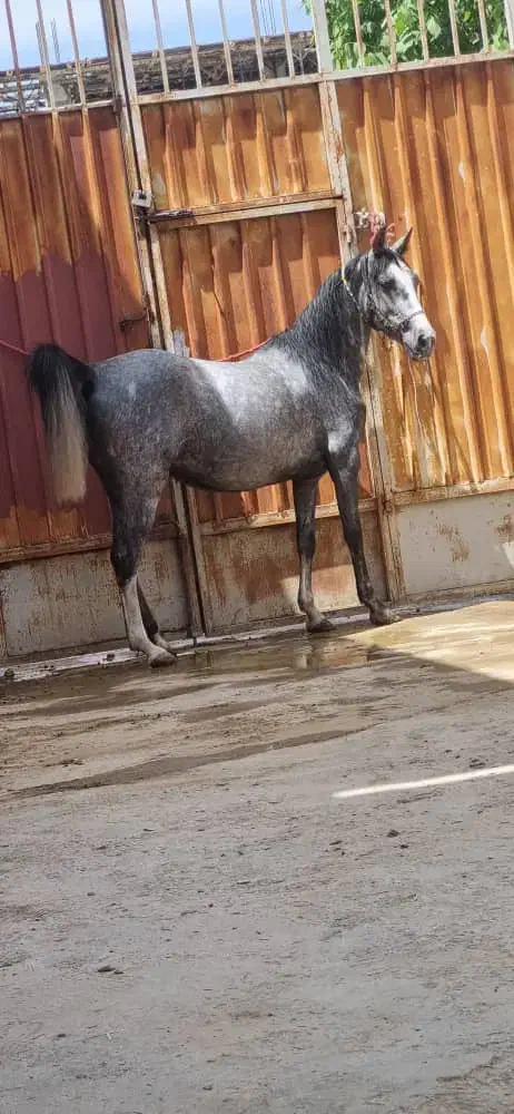 کره مادیون پنج ماهه|اسب و تجهیزات اسبسواری|اصفهان, باغ زرشک|دیوار