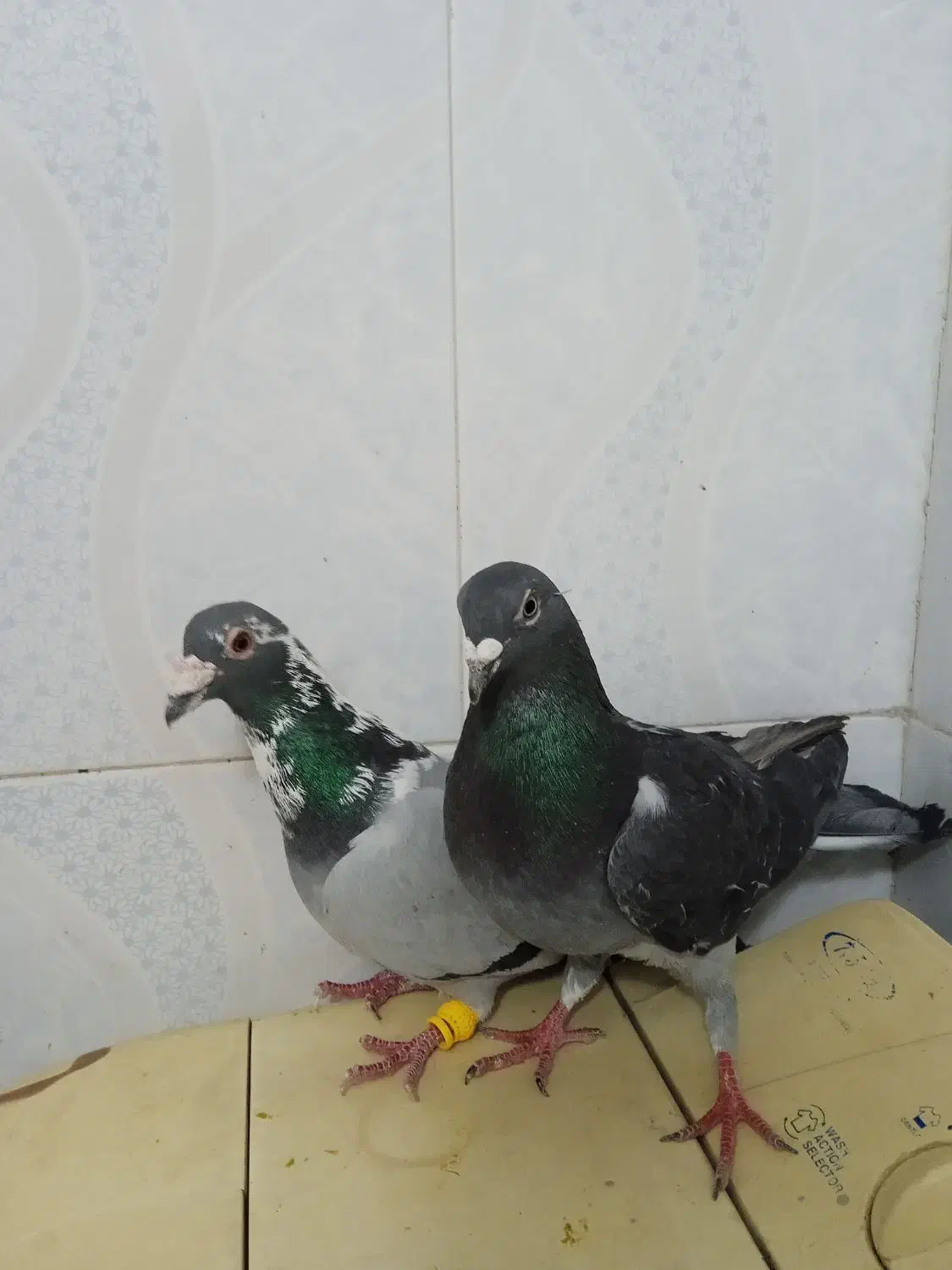 کفتر پلاکی‌‌‌|پرنده|شیراز, کرونی(خاتونک)|دیوار