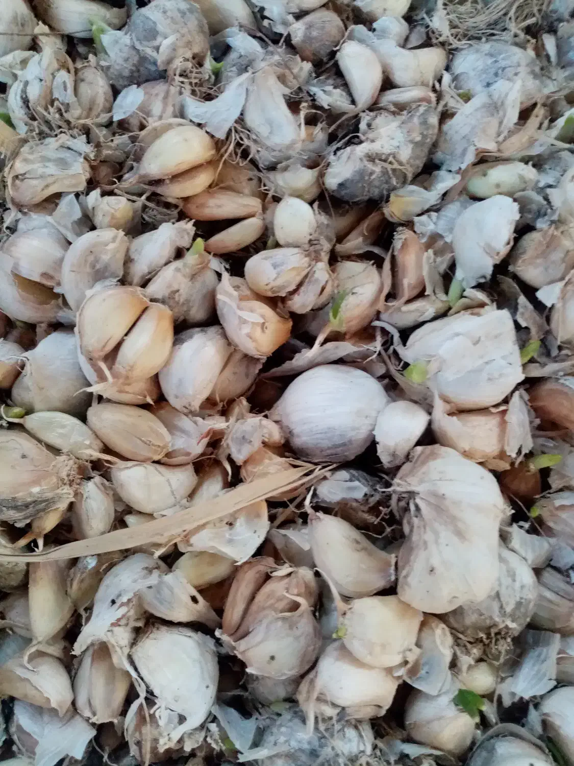 سیر|گل و گیاه طبیعی|گرگان, |دیوار