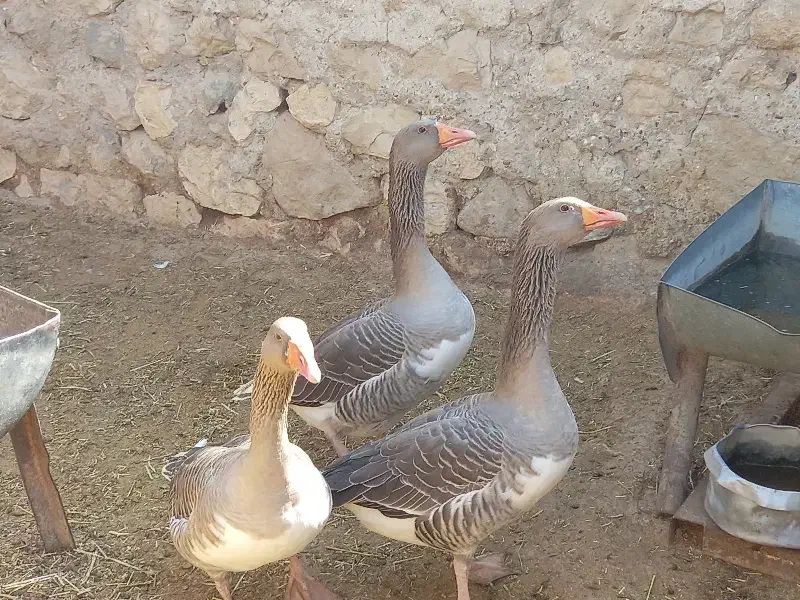 غاز|پرنده|شیراز, گل سرخ|دیوار