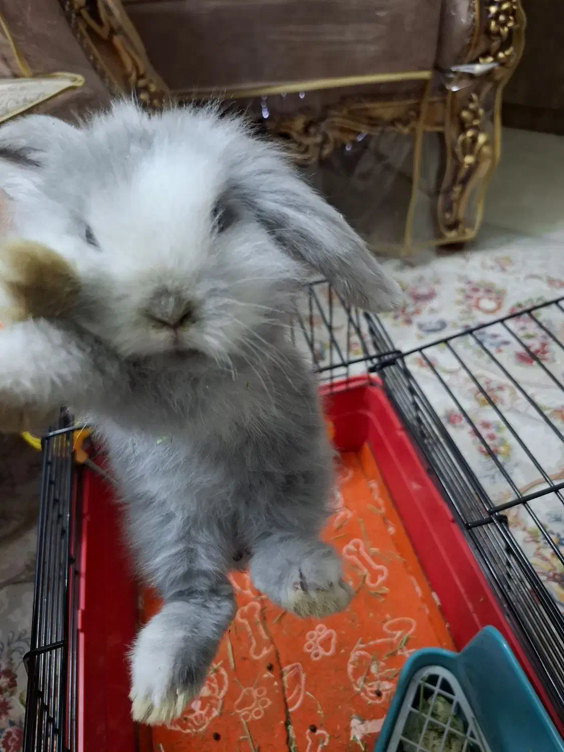 خرگوش لوپ یک ماهه بازیگوش|موش و خرگوش|اصفهان, سپاهان‌شهر|دیوار