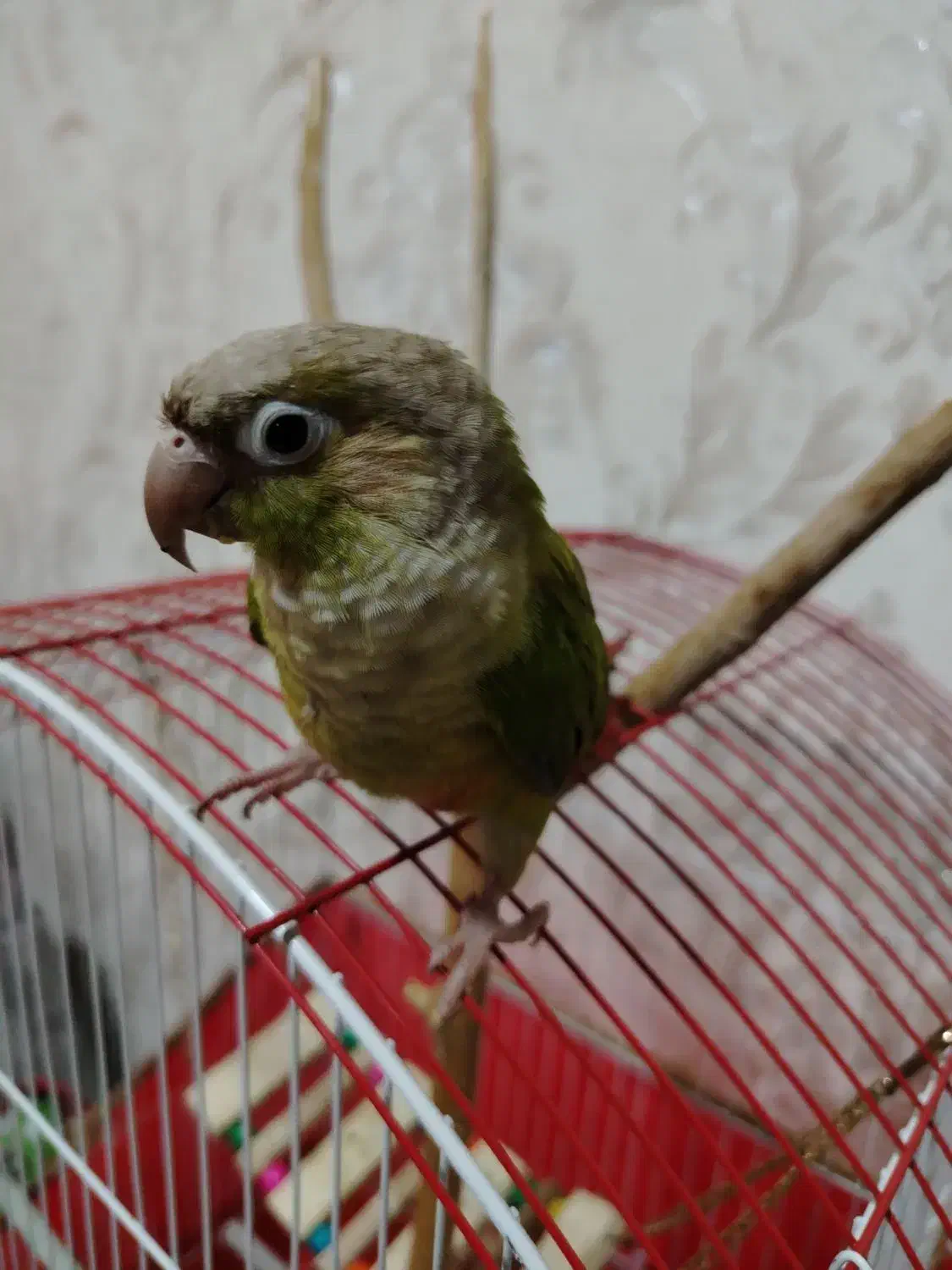 طوطی گرینچیک|پرنده|نجف‌آباد, دلگشا|دیوار