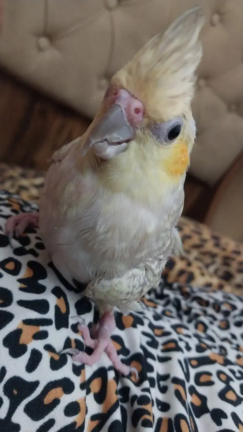 واگذاری عروس هلندی ماده pbfd|پرنده|تهران, گلستان (شهرک راه آهن)|دیوار