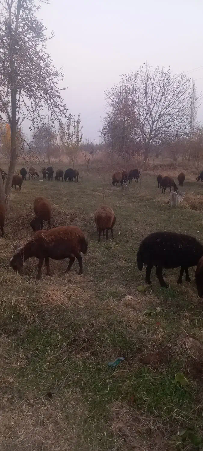 گوسفند|حیوانات مزرعه|نوشین شهر, |دیوار