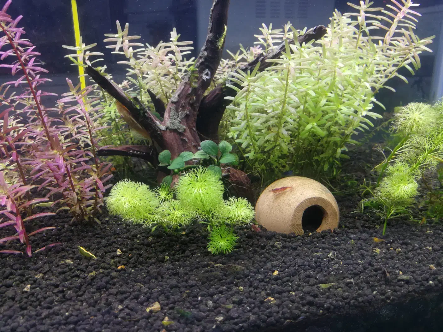 آکواریوم|ماهی|شیراز, عادل آباد|دیوار