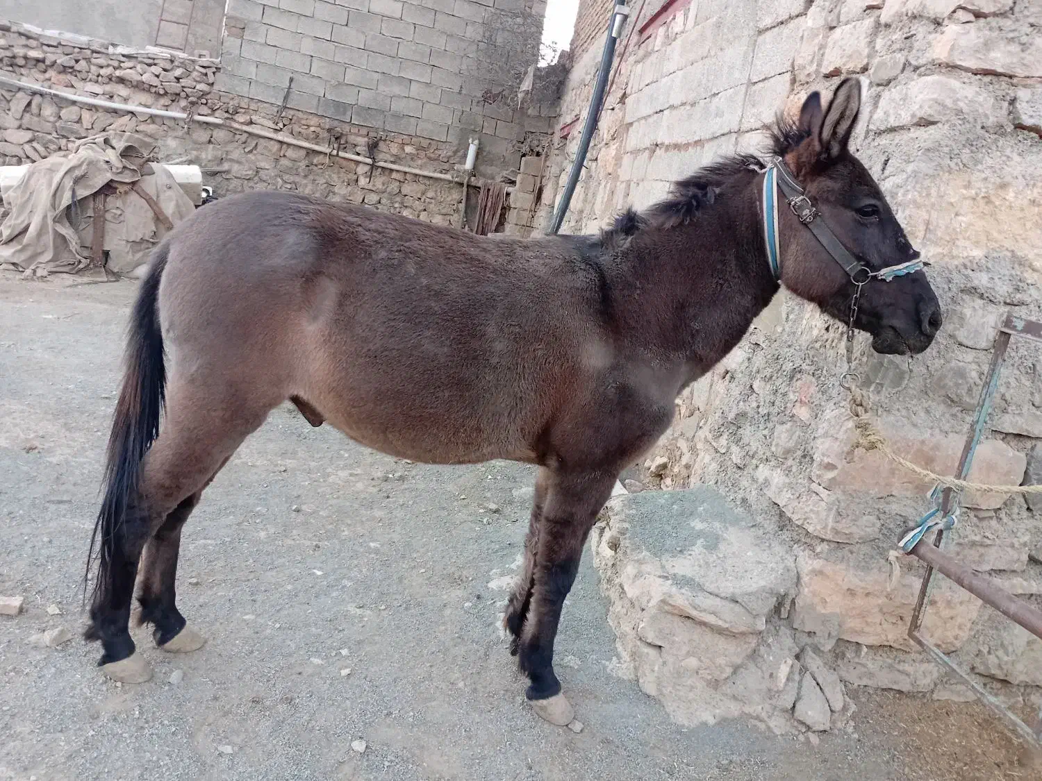 قاطر کاری باری ۶سال|حیوانات مزرعه|کامیاران, |دیوار