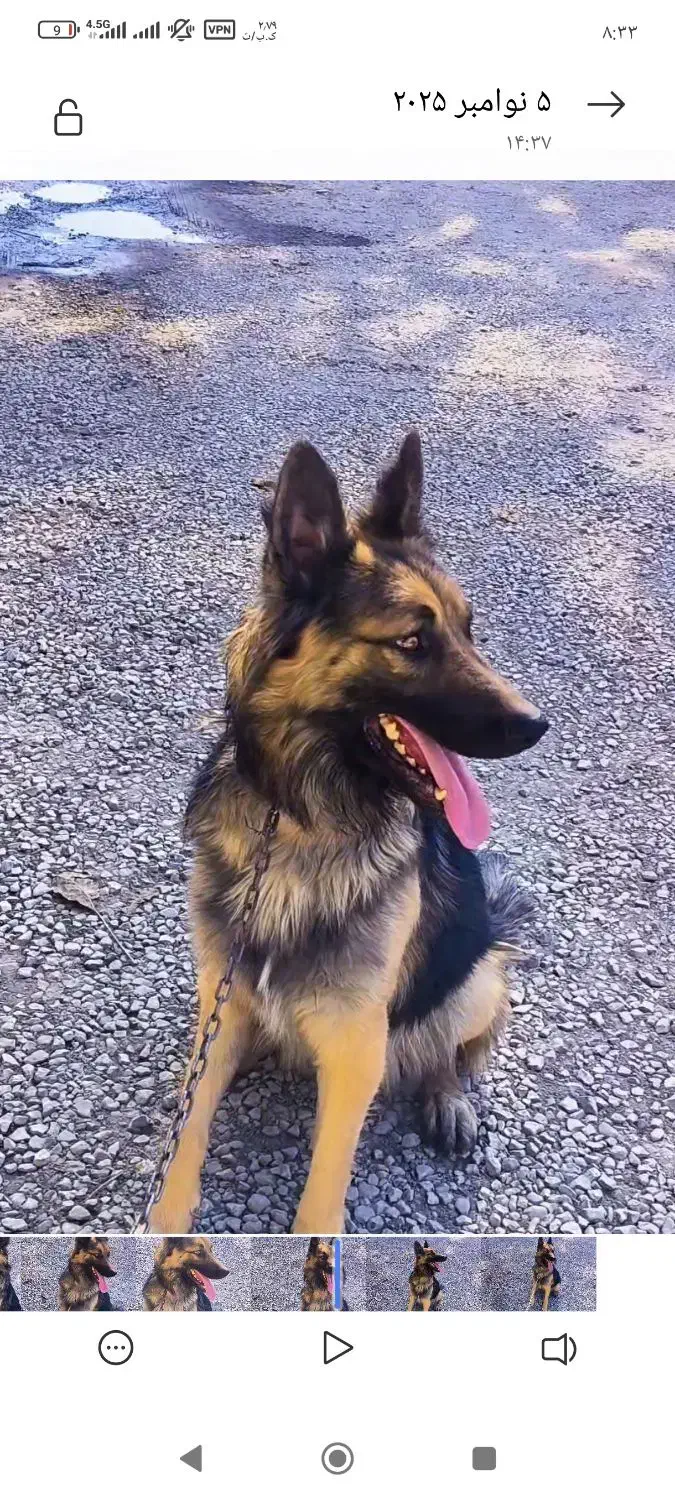 ژرمن شپرد|سگ|کرمانشاه, |دیوار