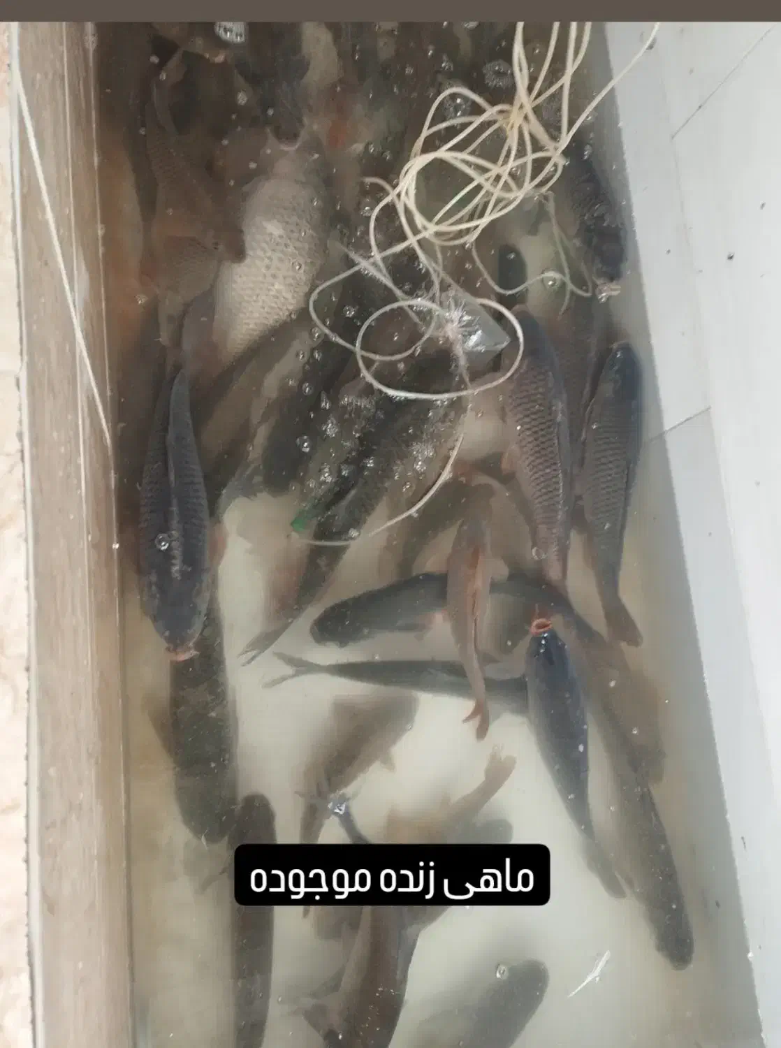 ماهی زنده|ماهی|گرگان, |دیوار