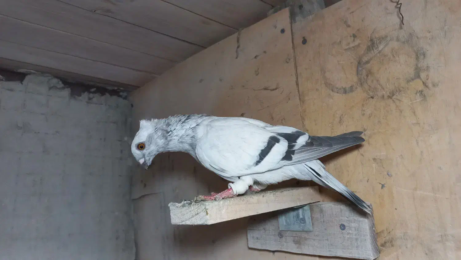 پرنده کفتر کبوتر شامی ماده|پرنده|کرج, کیانمهر|دیوار