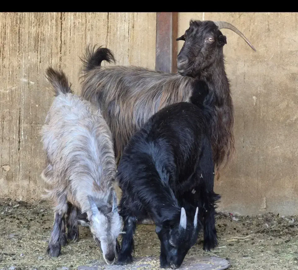 فروش دو راس بز  دوکهره ای|حیوانات مزرعه|طسوج, |دیوار