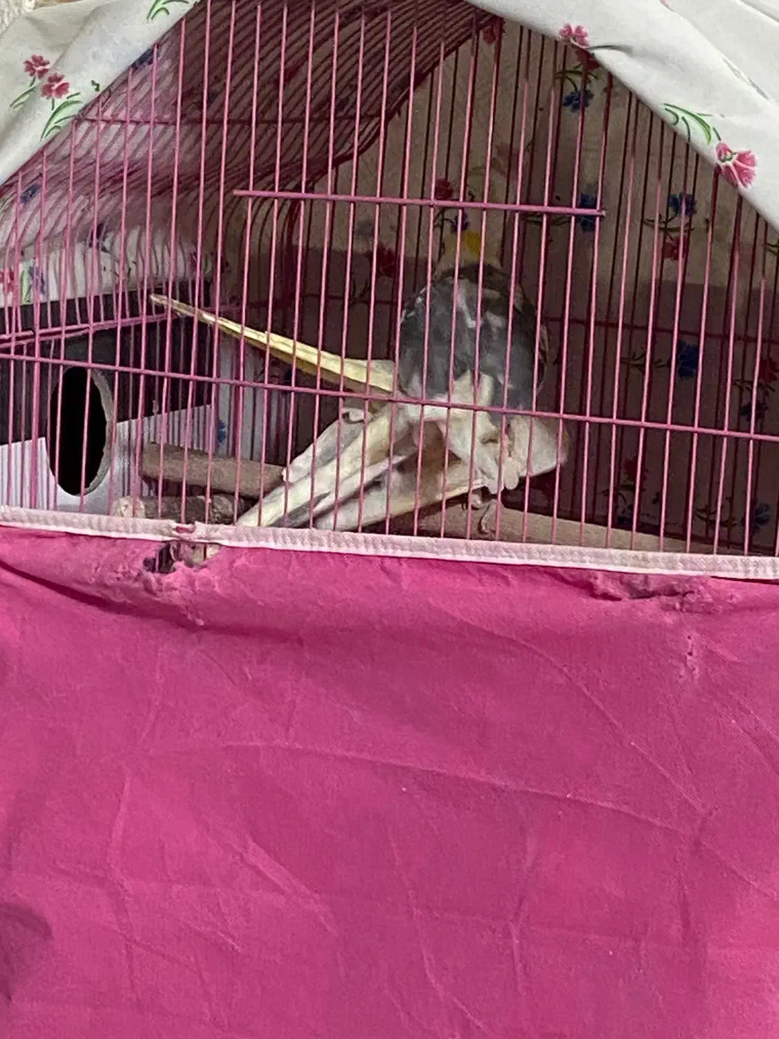 عروس هلندی مولد با قفس|پرنده|شاهینشهر, عطار|دیوار