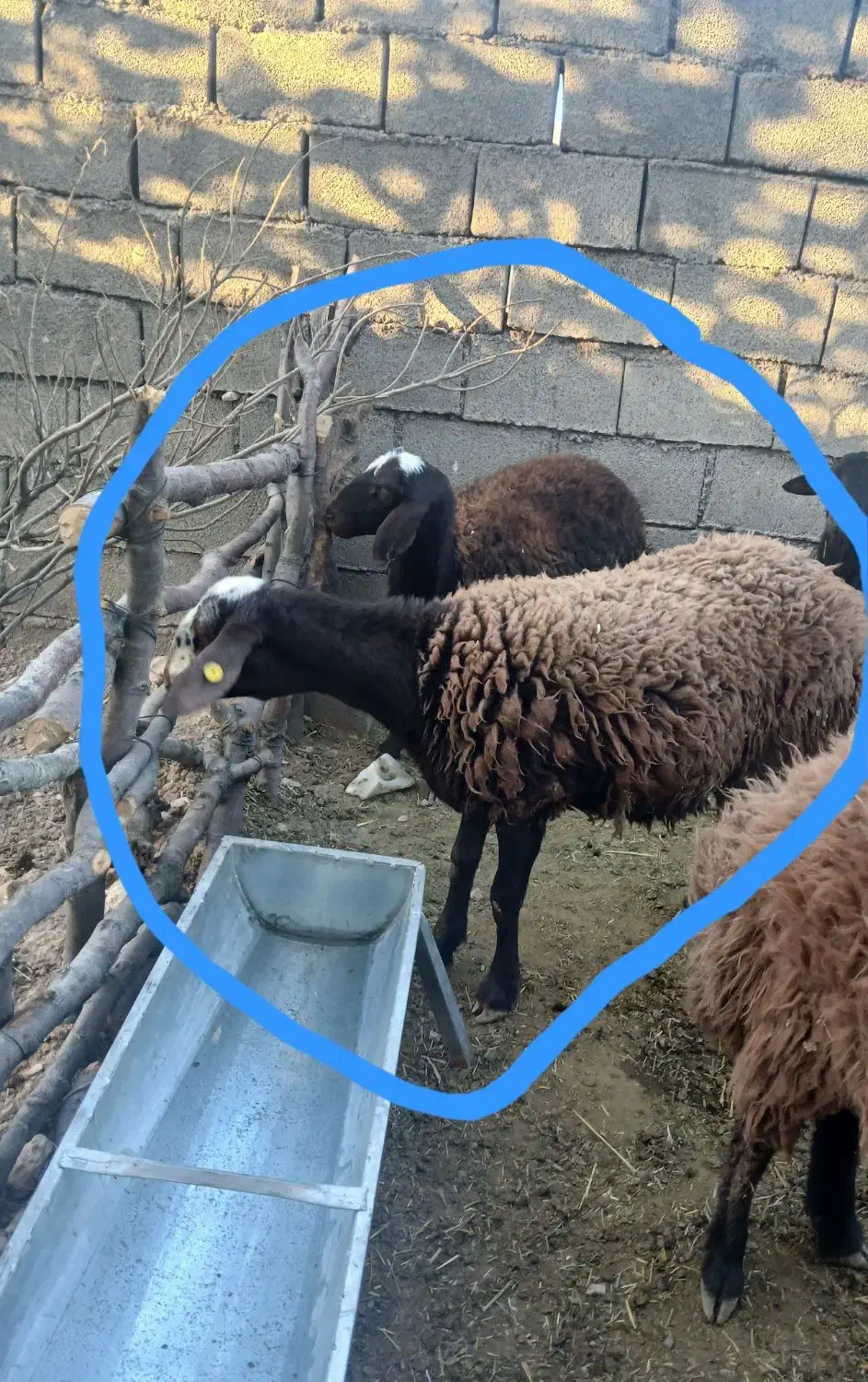 بره همو قزل افشار ۳و۴قلوزا|حیوانات مزرعه|سیوان, |دیوار