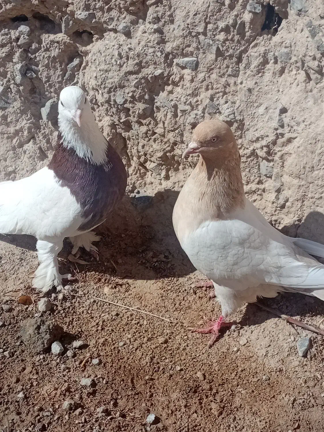 طوقی کله|پرنده|قهستان, |دیوار