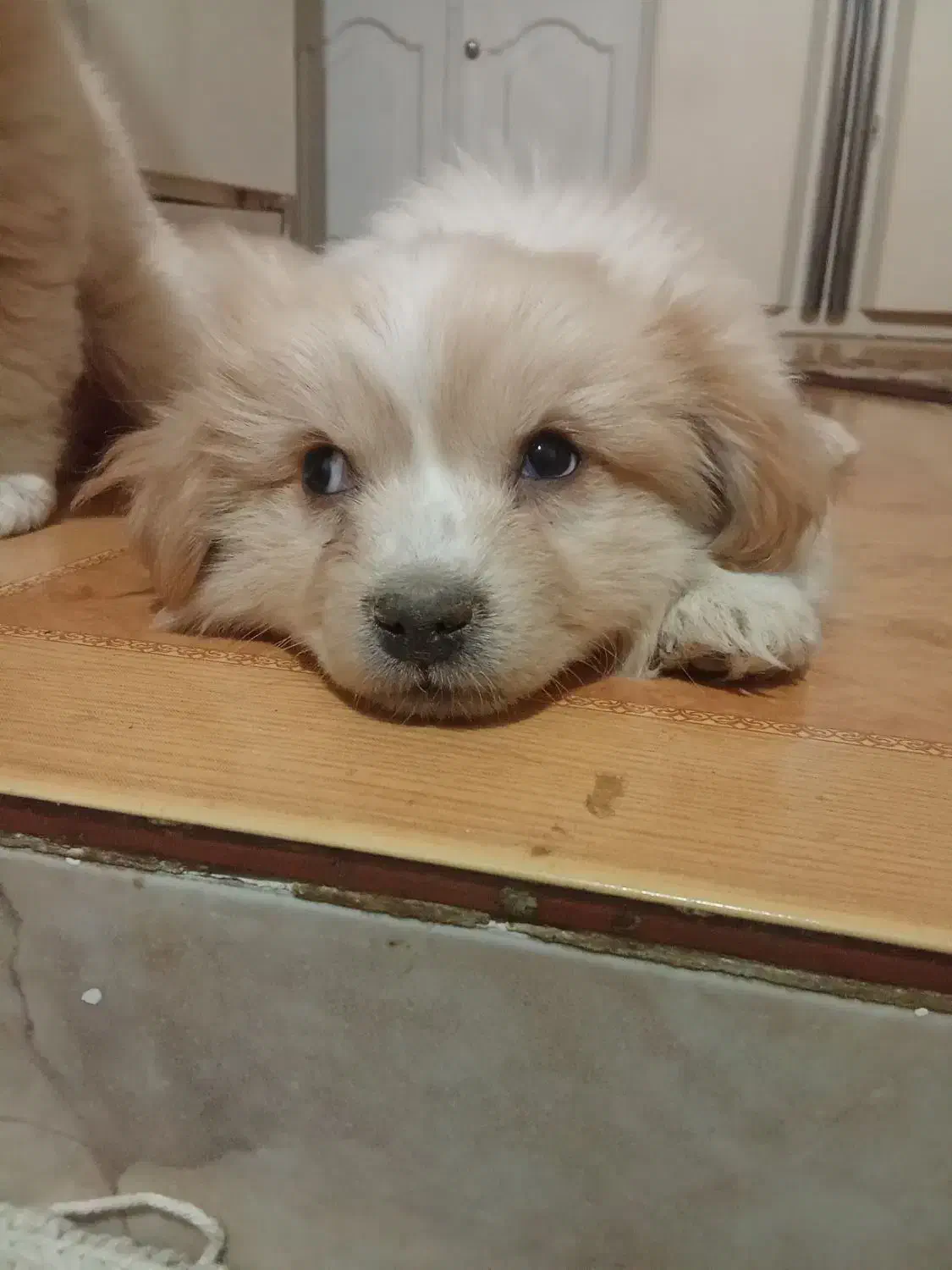 ۲ تا توله دو ماهه ویک سگ بالغ اشپیتز|سگ|تویسرکان, |دیوار