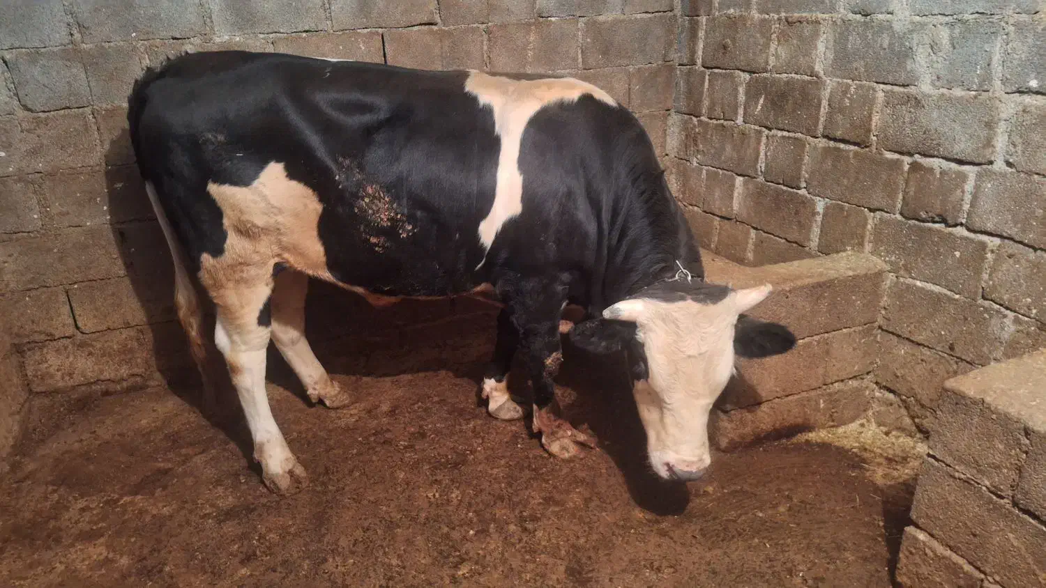 فروش یک راس گوساله نر سمینتال|حیوانات مزرعه|دینور, |دیوار