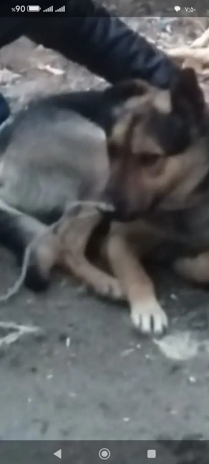 سگ گم شده|حیوانات|الیگودرز, |دیوار