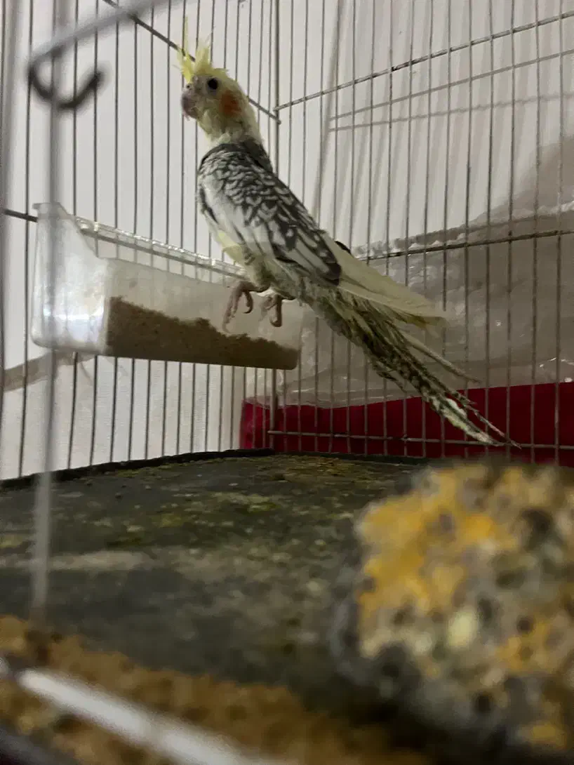 عروس هلندی|پرنده|مشهد, کوشش|دیوار