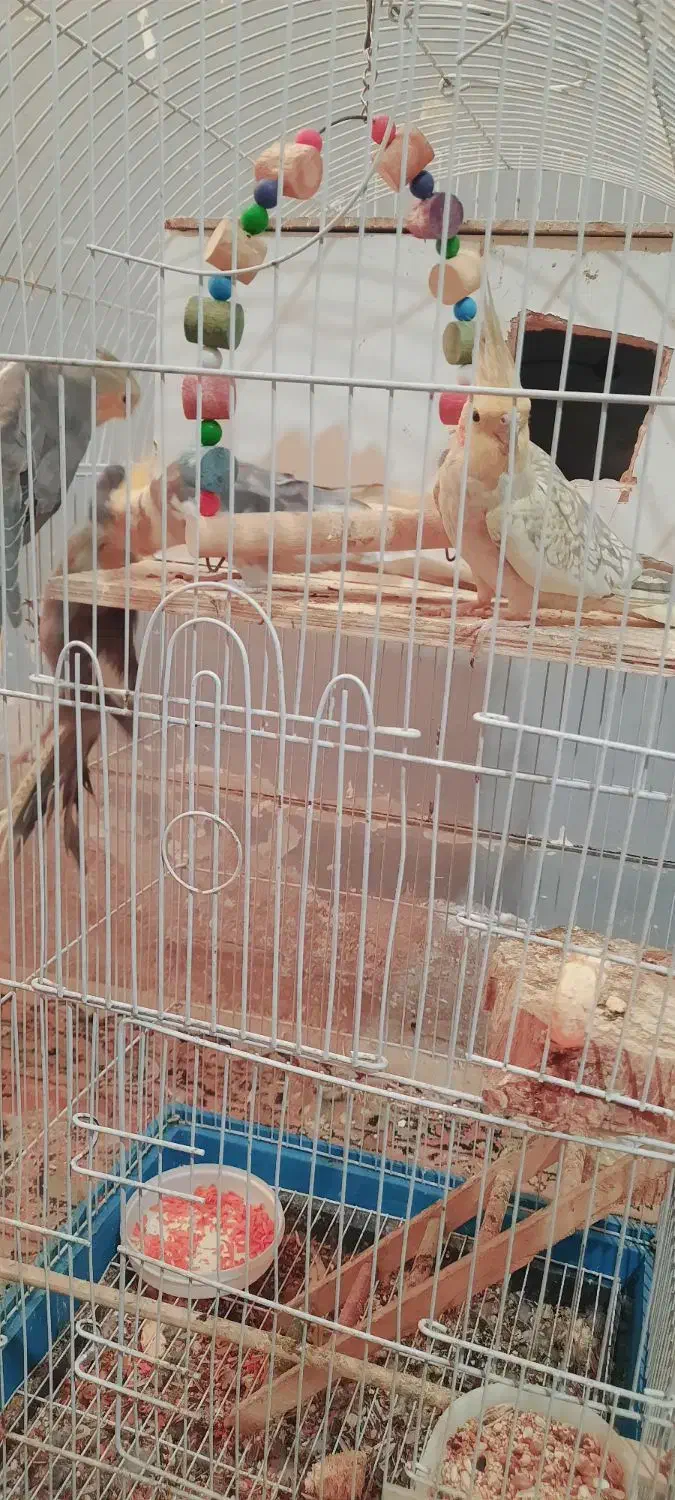 عروس هلندی|پرنده|زابل, |دیوار