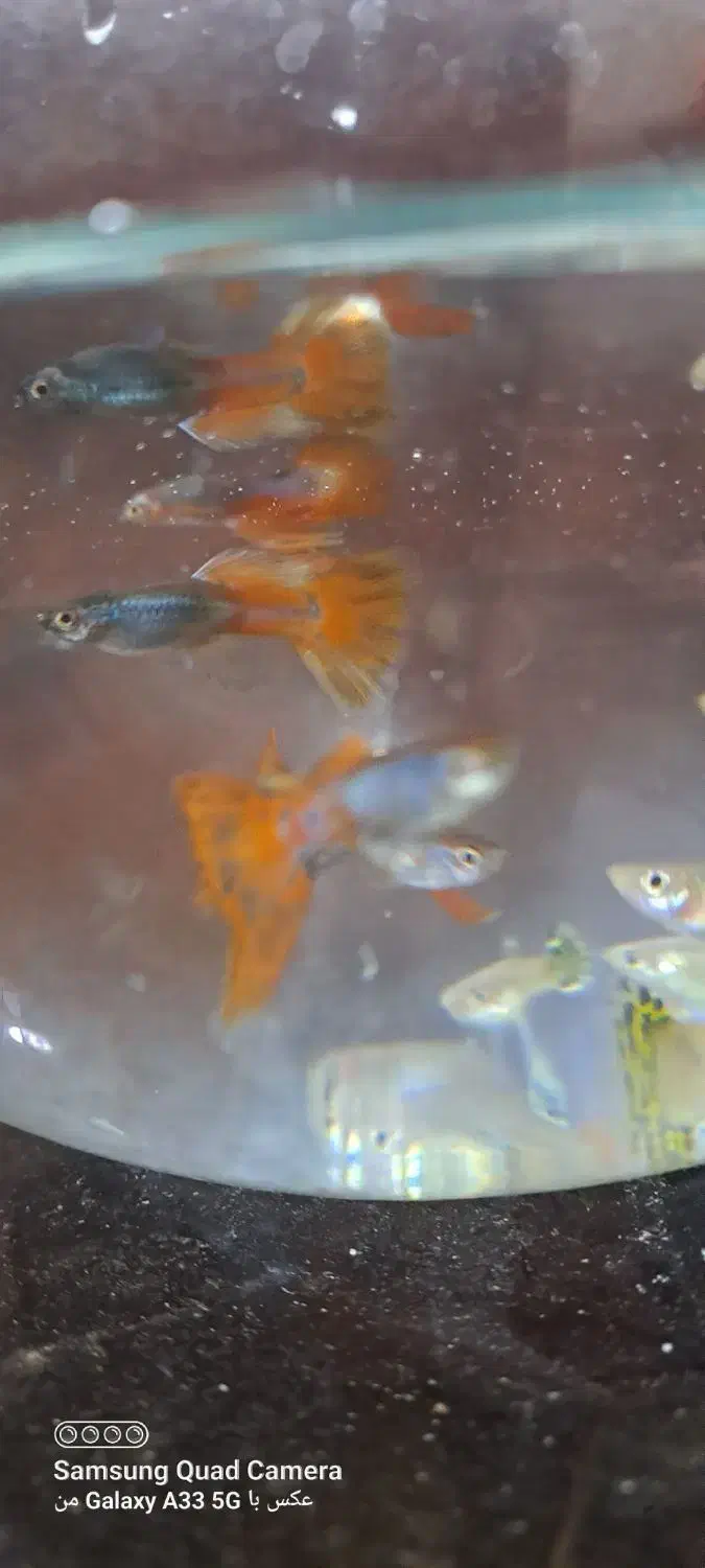 ماهی گوپی|ماهی|مرودشت, ژیان|دیوار