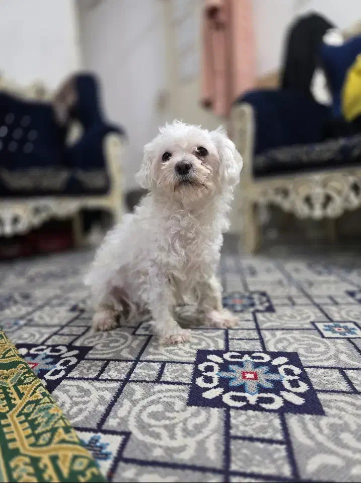 واگذاری رایگان|سگ|ورامین, ورامین|دیوار