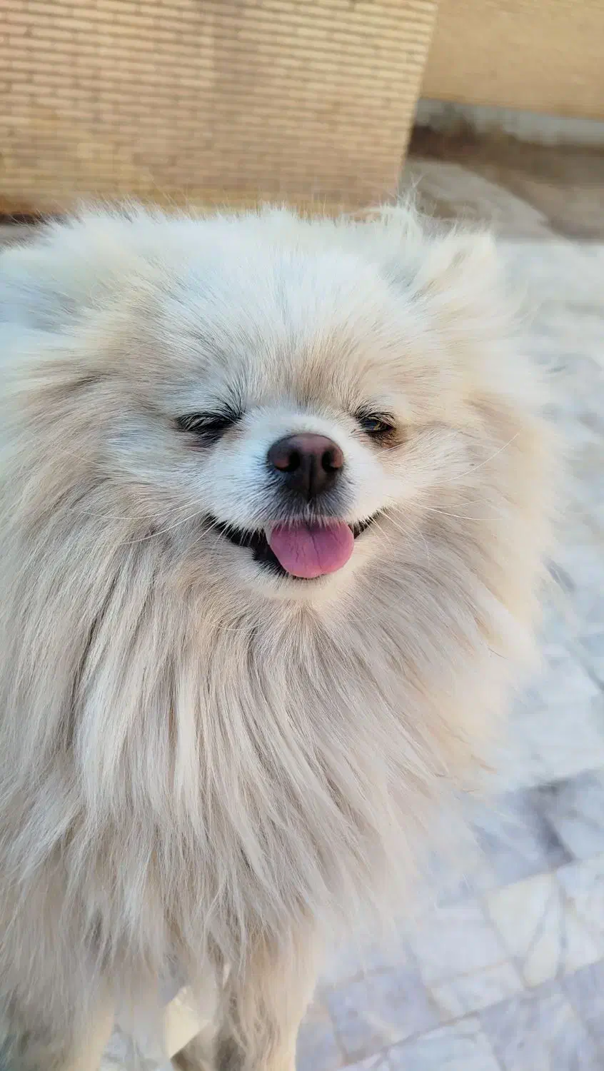 پامر عروسکی  خرسی|سگ|ماهان, |دیوار