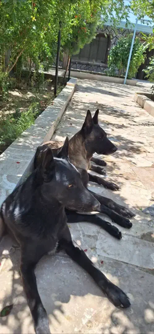 توله سگ مالینویز|سگ|پاکدشت, پاکدشت (مامازند)|دیوار