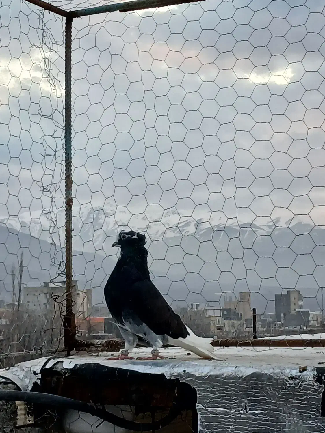 شازده سیاه|پرنده|جلفا, |دیوار