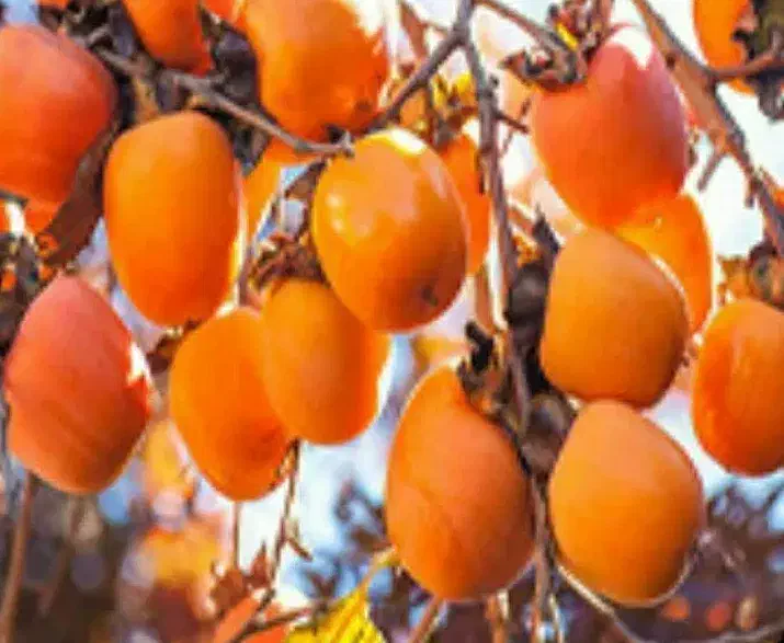 تولید نهال خرمالو انبه ای|خدمات باغبانی و درختکاری|اصلاندوز, |دیوار