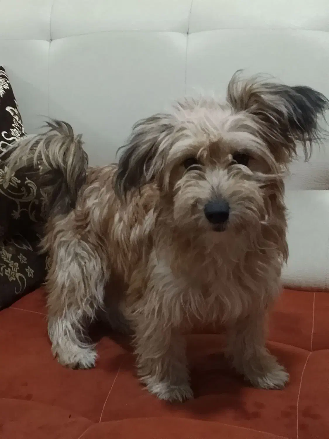 واگذار کردن توله سگ تریلر|سگ|صباشهر, |دیوار