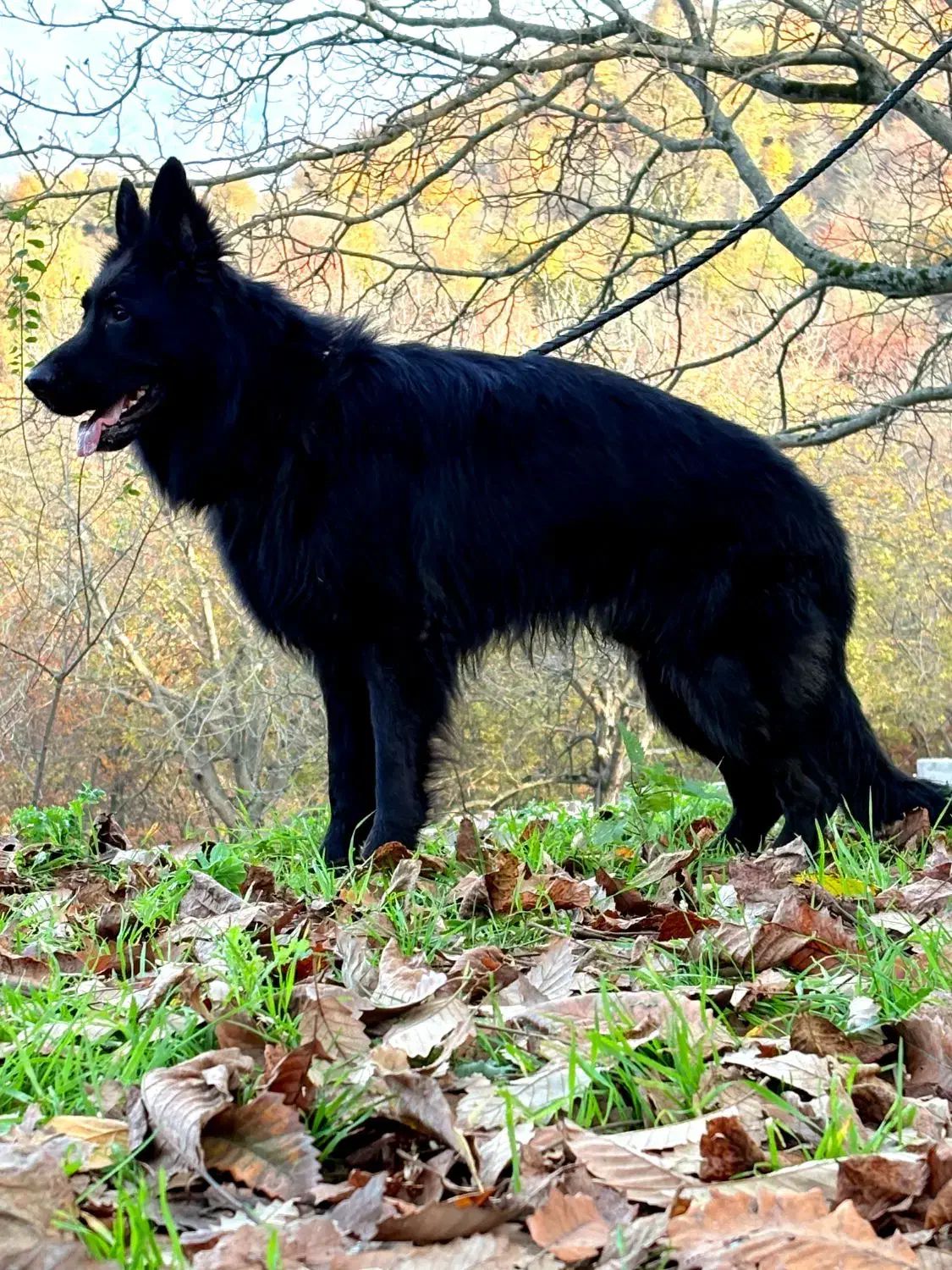 ژرمن بلک شولاین نر|سگ|رشت, منظریه|دیوار