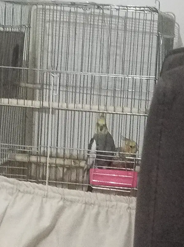 عروس هلندی|پرنده|قرچک, زیبا شهر|دیوار